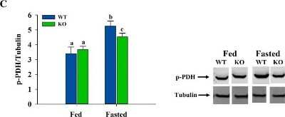 Western Blot: Pyruvate Dehydrogenase E1-alpha subunit [p Ser293] AntibodyBSA Free [NB110-93479]